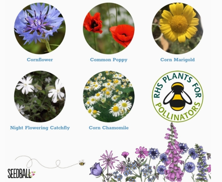 Seedball Wildflower Grab Bags   Annuals Mix