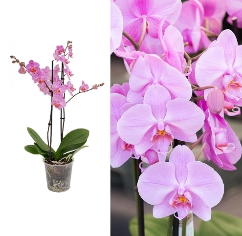 Phalaenopsis orchid plant