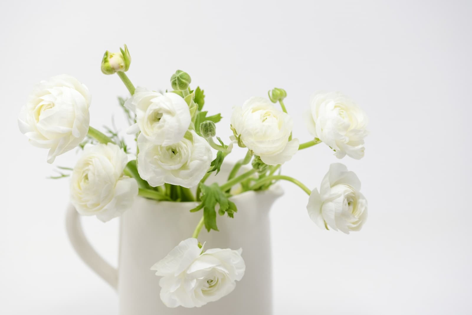 White ranunculus standing in a cream ceramic jug of fresh water, lit by soft natural daylight