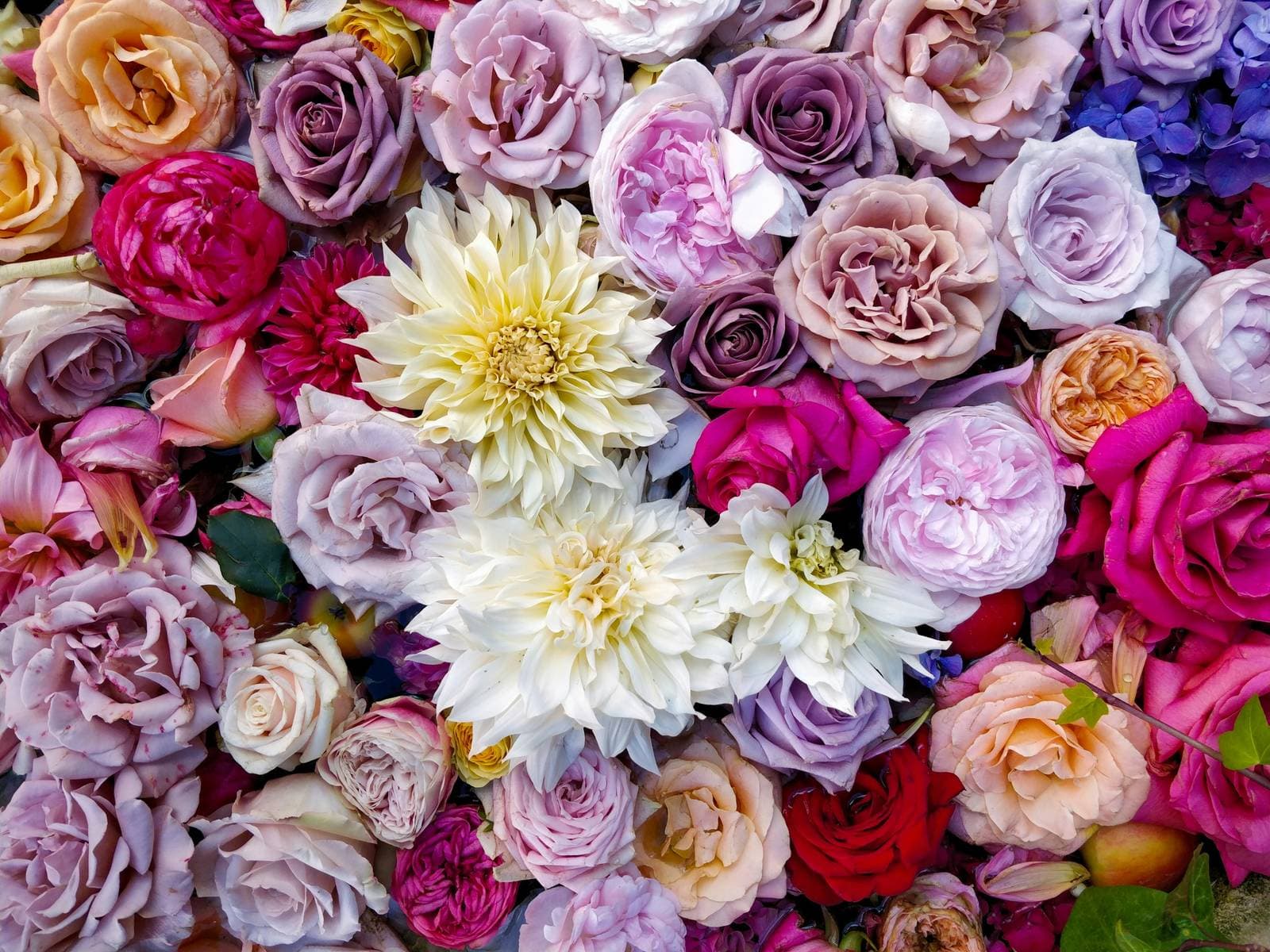 A delicate close-up of mixed flowers in varied colours, softly lit as an editorial still life