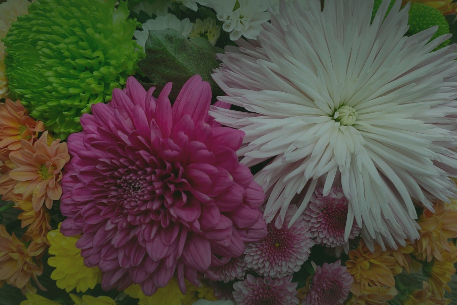 The Chrysanthemum: Autumn's Most Versatile Flower