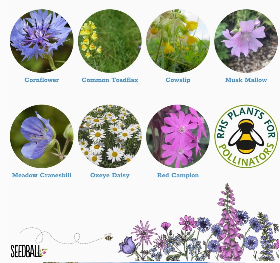 Seedball Wildflower Grab Bags   Garden Meadow Mix