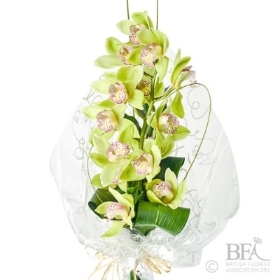 Simply Cymbidium