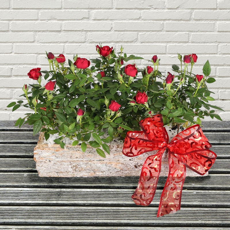 Scarlet Charm Planter