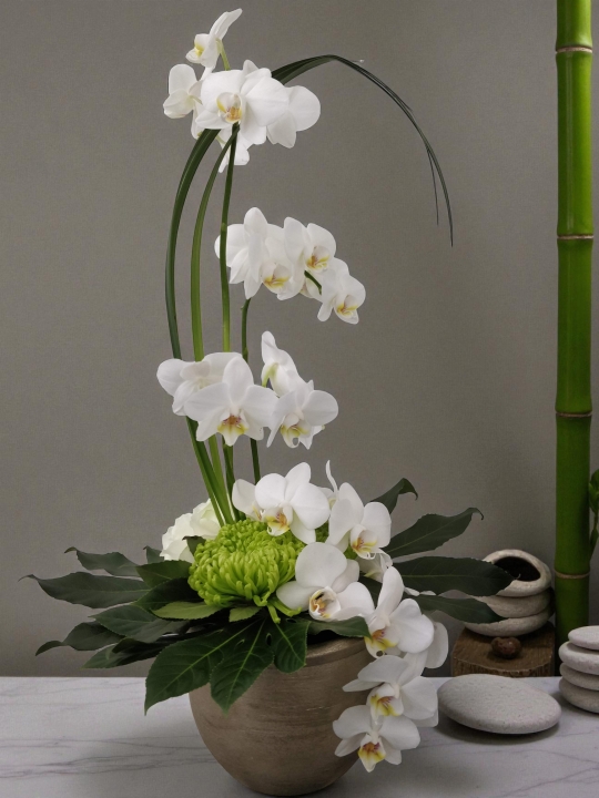 Elegant Orchid Curve