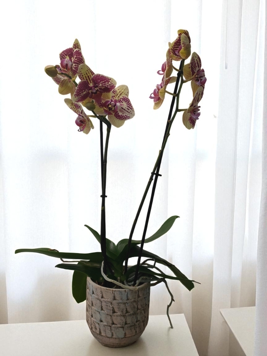 Orchid Plant