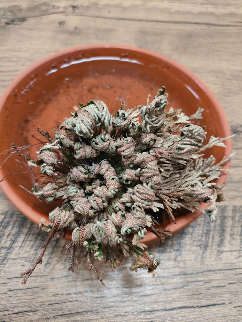 Rose of Jericho