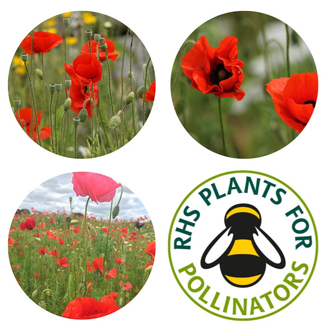 Seedball box Poppy