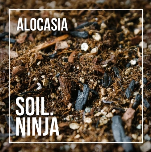 Alocasia Blend 2.5l