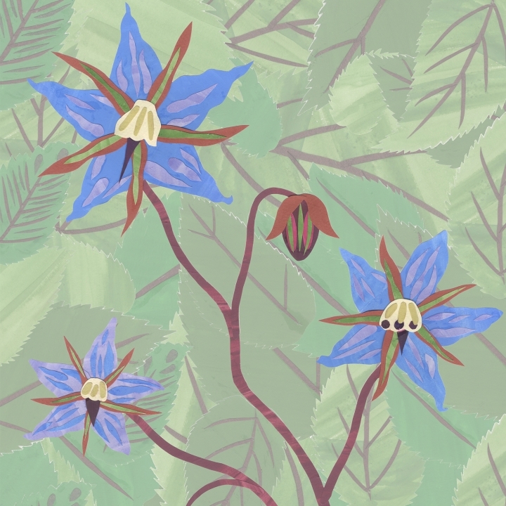 Borage Greetings card