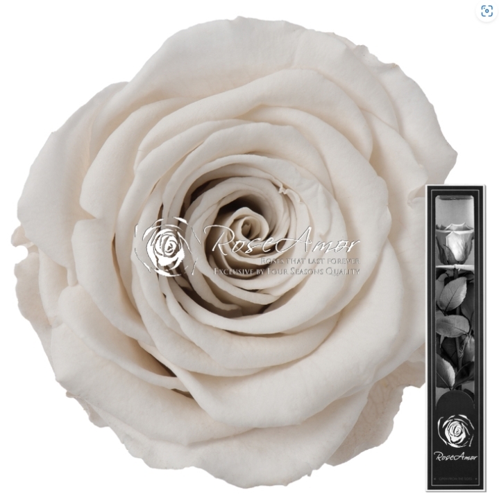 Preserved rose 70 cm   White