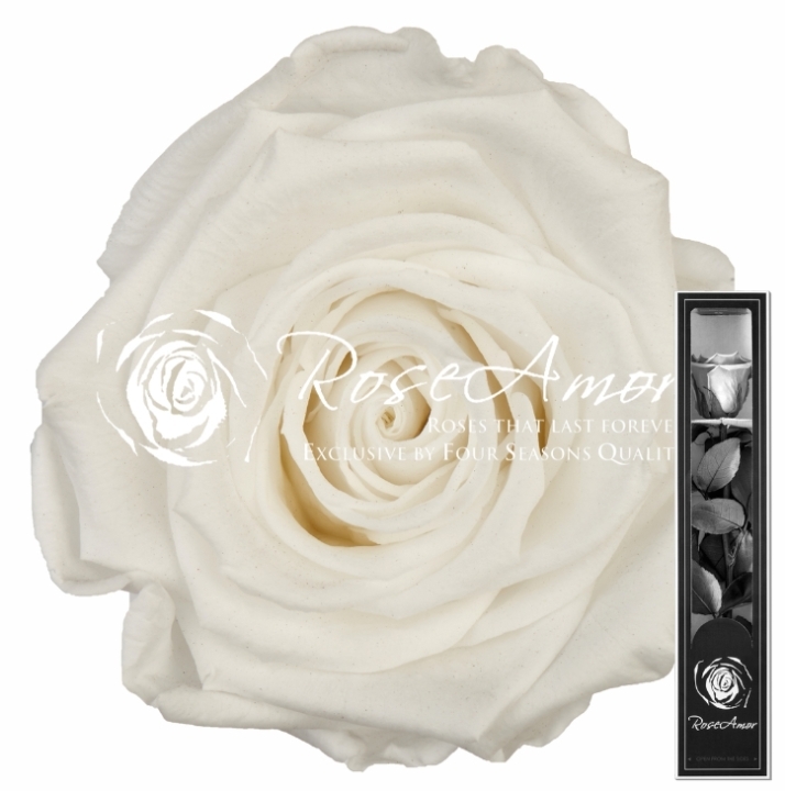 Preserved rose 70 cm   White01