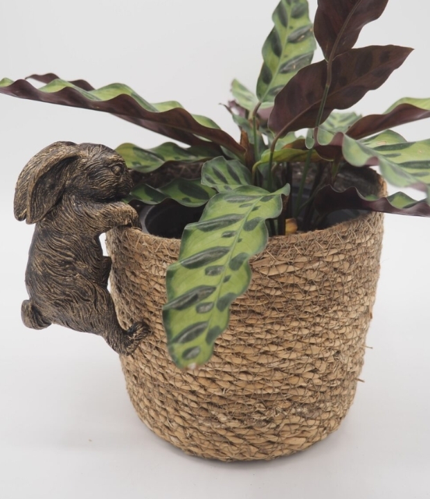 Rabbit Pot Buddy