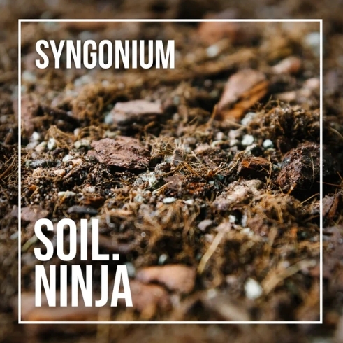 Syngonium Blend 2.5l