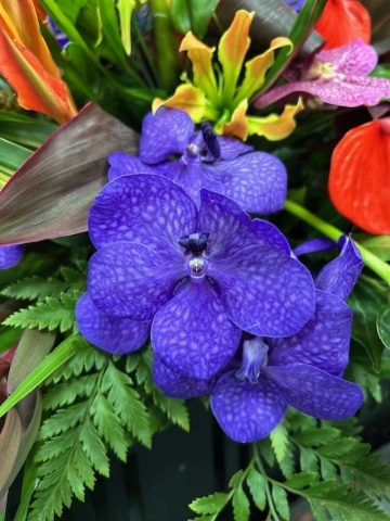 “Exotic Elegance” Casket Spray